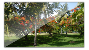 Arbres à Saint François